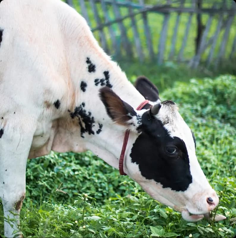 Modern sustainable farming with technology integration
