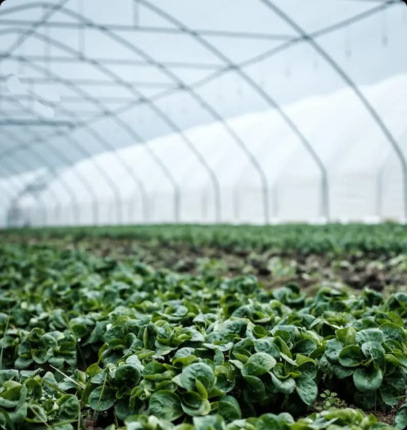 Greenhouse with crops